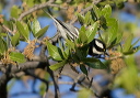 black-throated_gray_w_7d72c