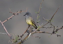 cassin_s_kingbird_6315