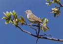 chipping_sparrow_6209