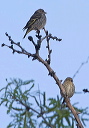 pine_siskin_6641