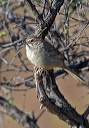 rufous-crowned_sparrow_6192