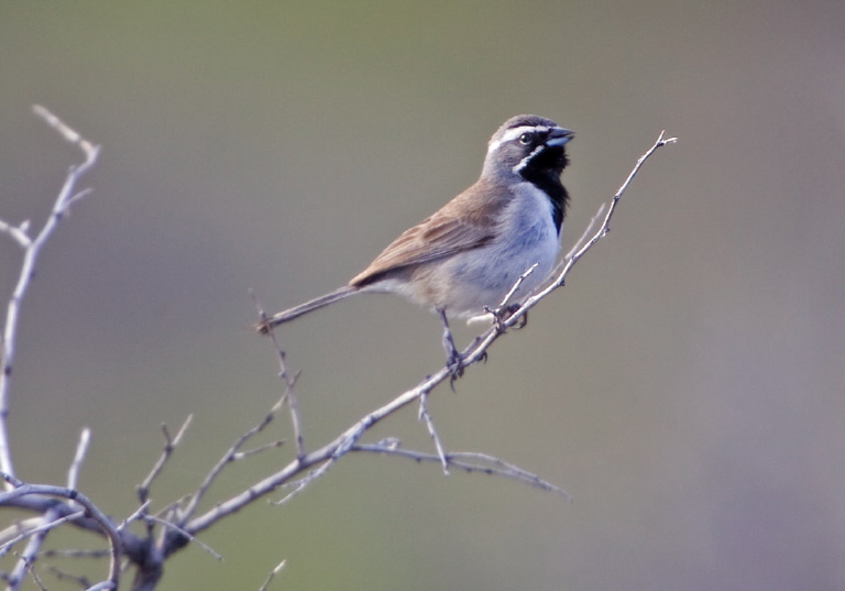 Amphispiza bilineata Emberizidae