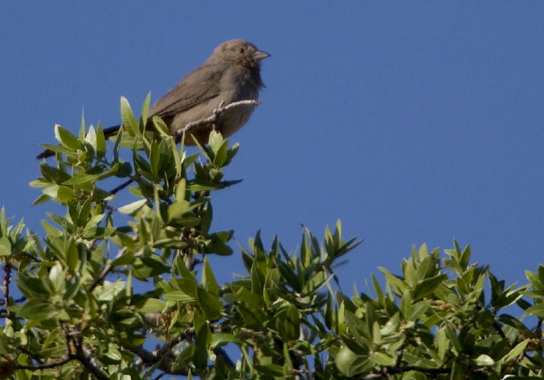 Pipilo fuscus Emberizidae