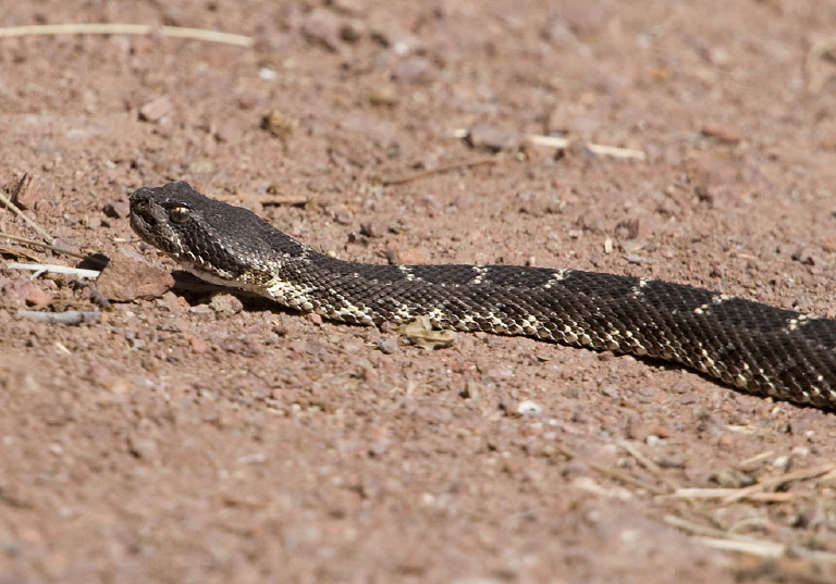 Crotalus oreganus cerberus Viperidae