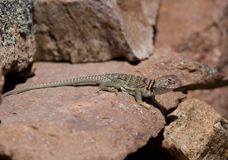 Crotaphytus sp. Crotaphytidae