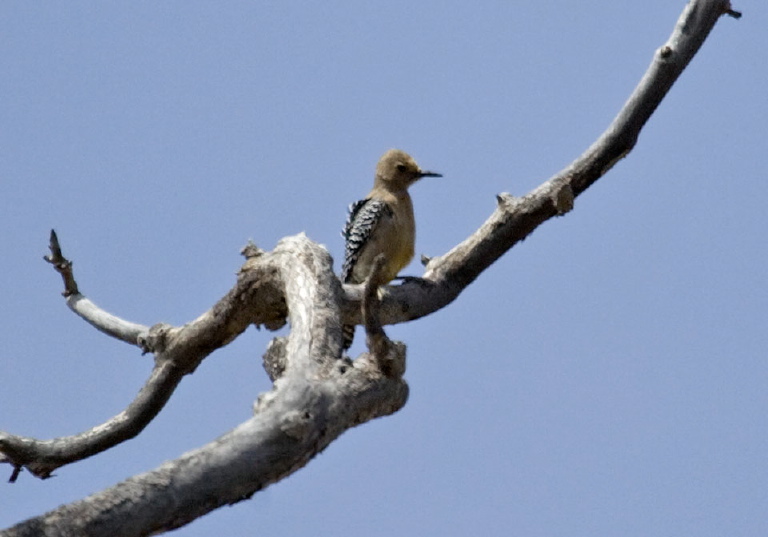 Melanerpes uropygialis Picidae