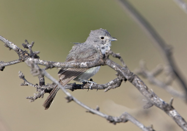 Vireo vicinior Vireonidae