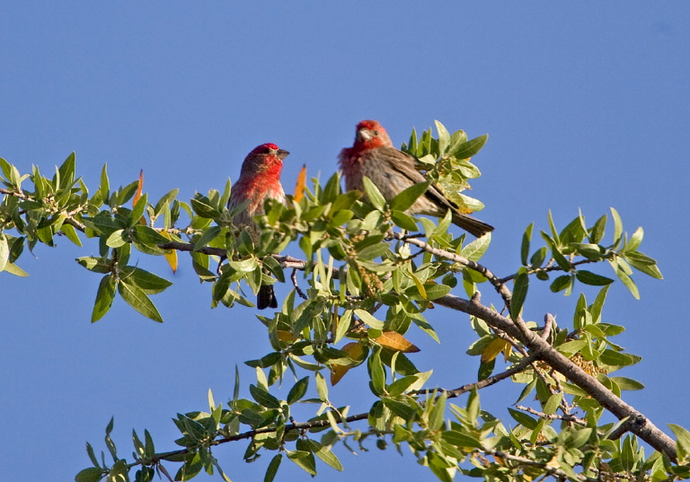 Carpodacus mexicanus Fringillidae