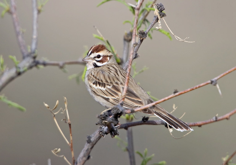 Chondestes grammacus Emberizidae