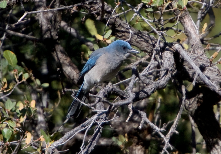 Aphelocoma ultramarina Corvidae