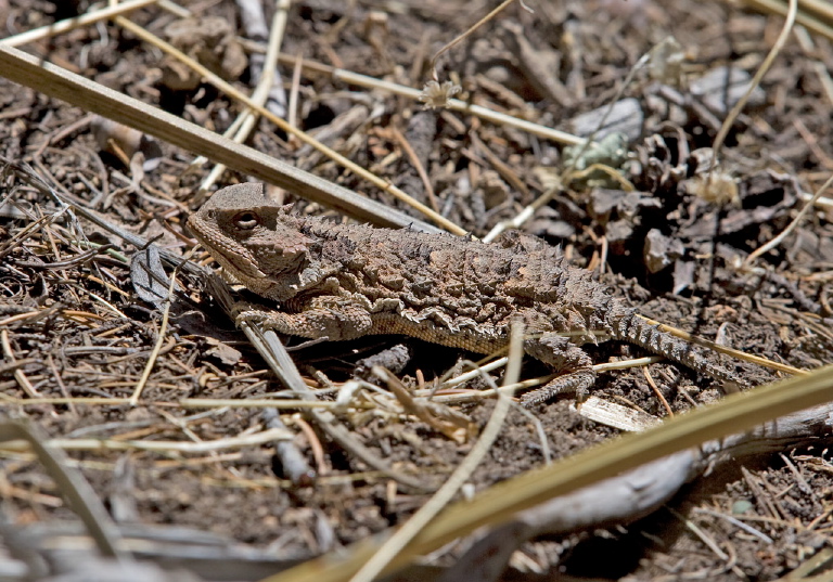 Phrynosoma hernandesi Phrynosomatidae