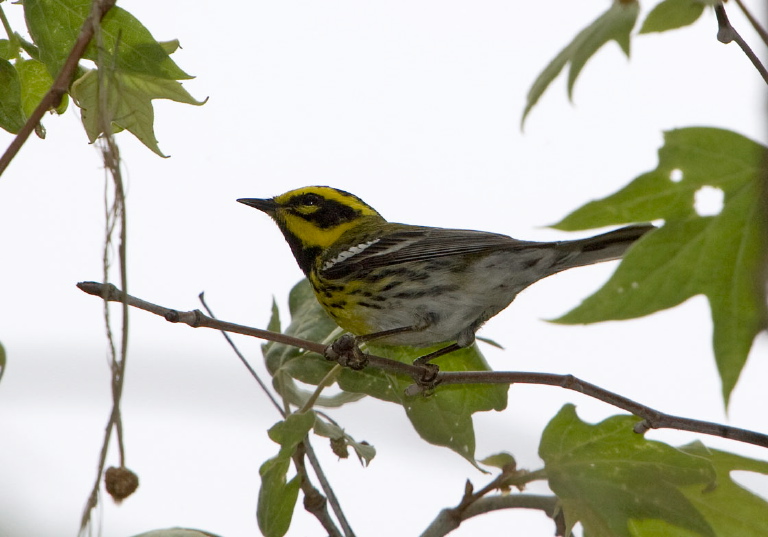Dendroica townsendi Parulidae