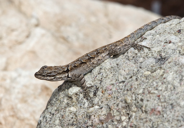 Urosaurus ornatus Phrynosomatidae