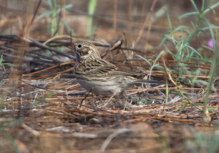 Pooecetes gramineus Emberizidae