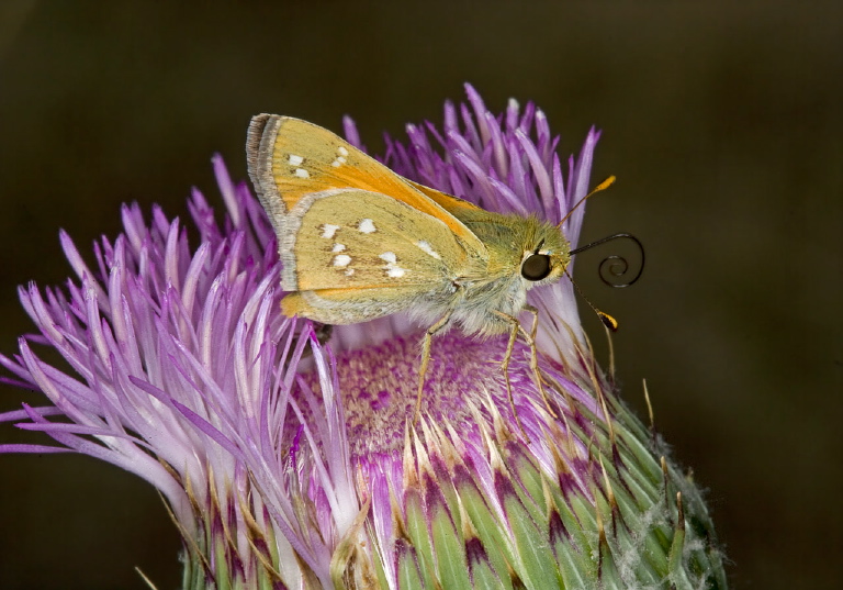 Hesperia pahaska Hesperiidae