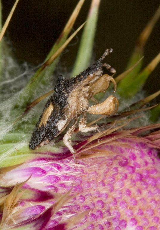 Macrocephalus sp. Reduviidae