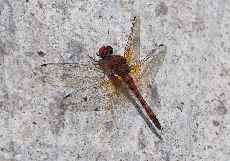 Paltothemis lineatipes Libellulidae