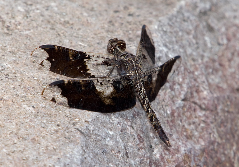 Pseudoleon superbus Libellulidae