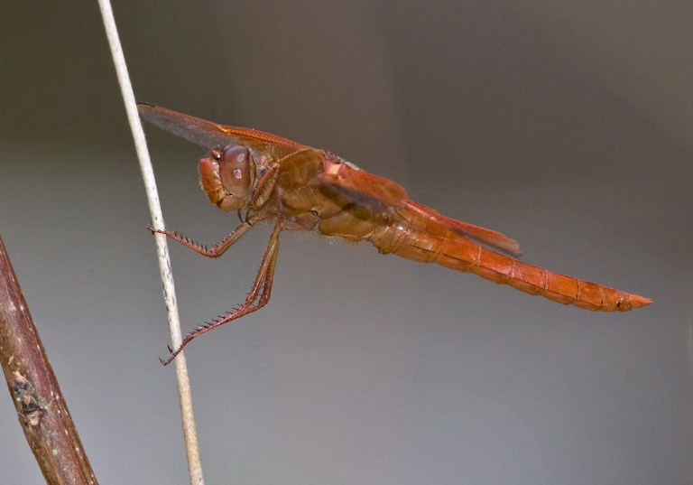 Libellula semifasciata Libellulidae