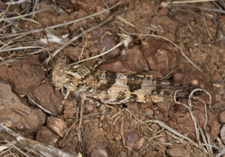 Trimerotropis pallidipennis Acrididae