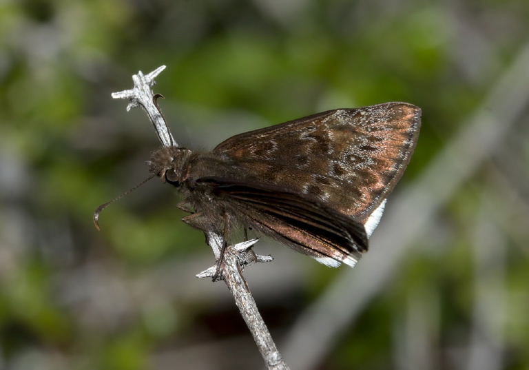 Erynnis tristis? Hesperiidae