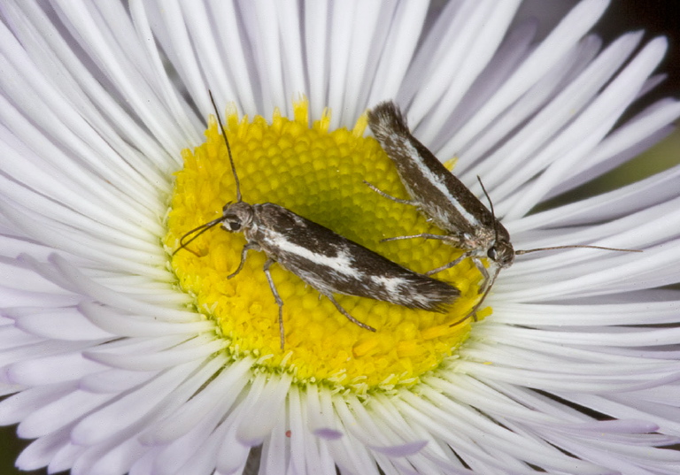 Landryia sp.? Xyloryctidae