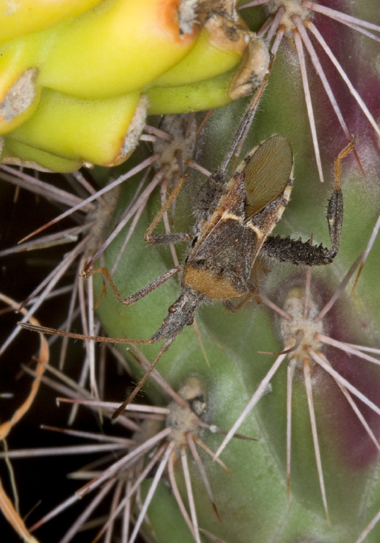 Narnia snowi? Coreidae