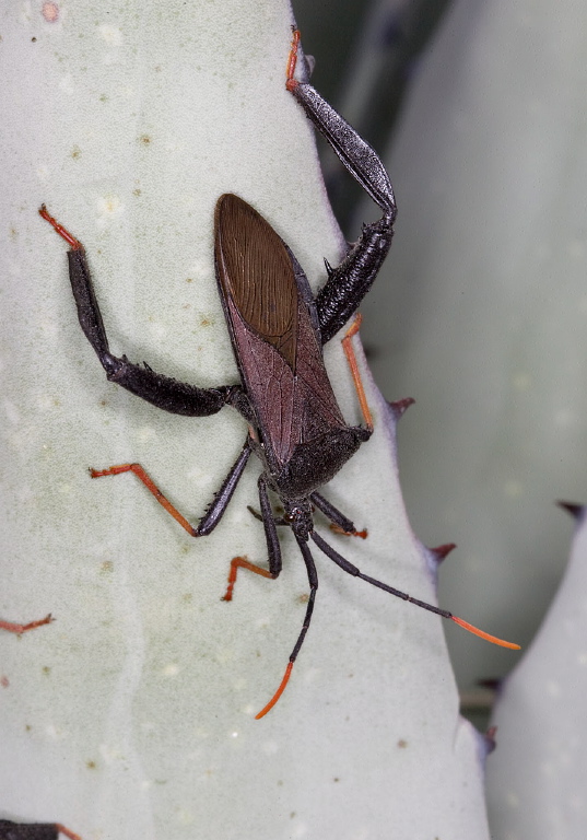 Acanthocephala thomasi Coreidae