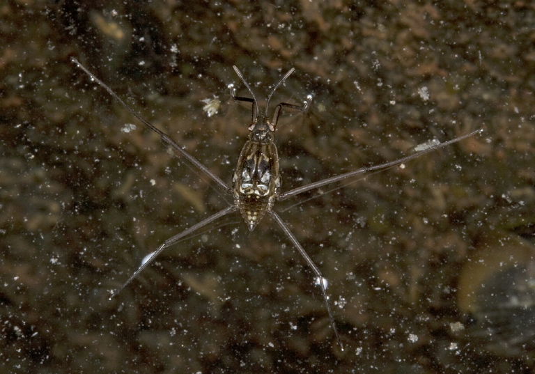 Gerris sp.? Gerridae