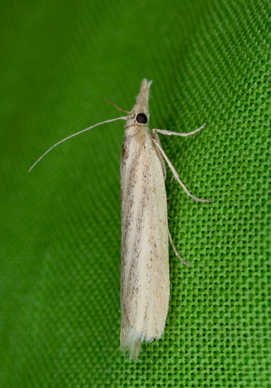   Crambidae