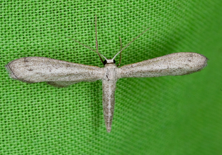 Euacidalia sp.? Geometridae