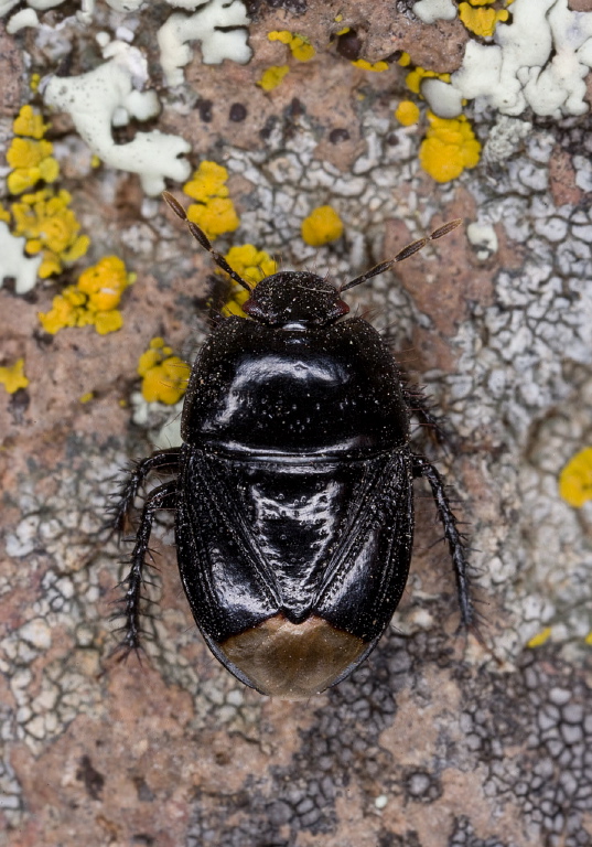 Pangaeus sp. Cydnidae