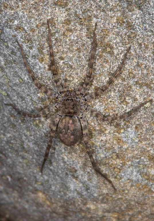   Lycosidae