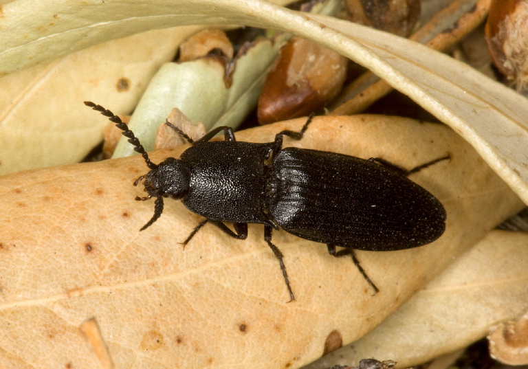   Elateridae