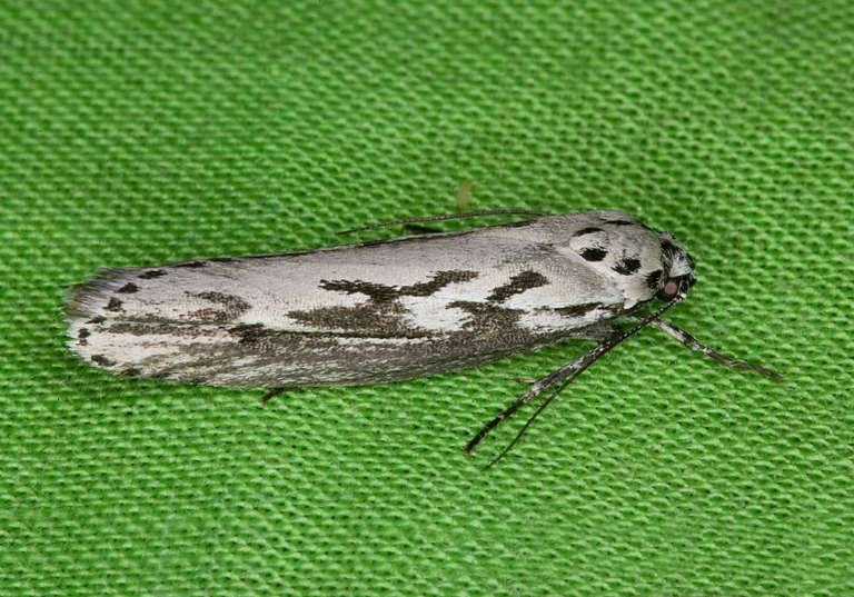 Ethmia semitenebrella Elachistidae