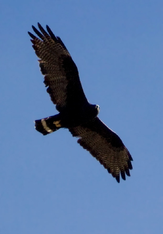 Buteo albonotatus Accipitridae