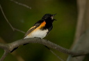 redstart_6905