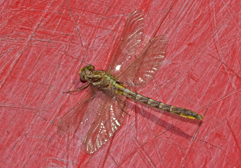 Gomphus exilis Gomphidae