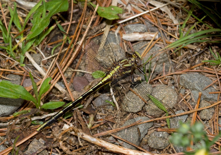 Gomphus exilis Gomphidae