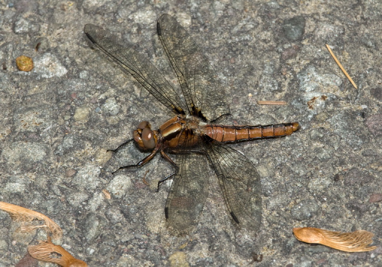 Ladona julia Libellulidae