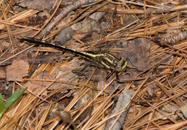 Gomphus exilis Gomphidae