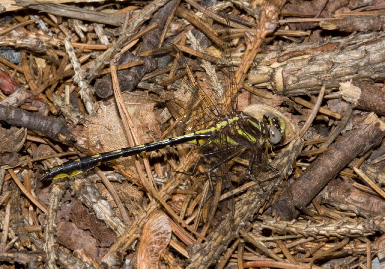 Gomphus exilis Gomphidae