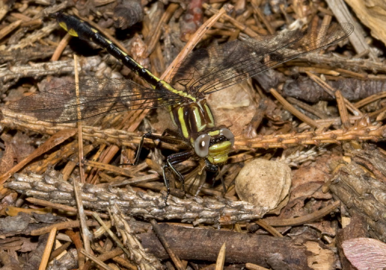 Gomphus exilis Gomphidae