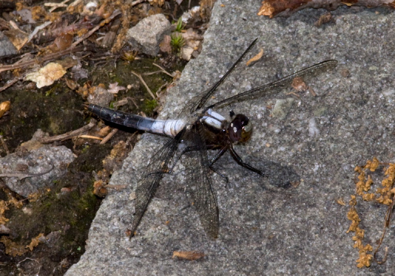 Ladona julia Libellulidae