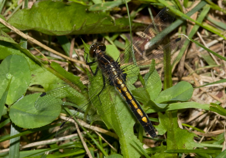 Leucorrhinia intacta Libellulidae