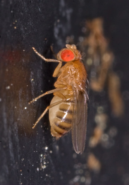 Drosophila sp. Drosophilidae