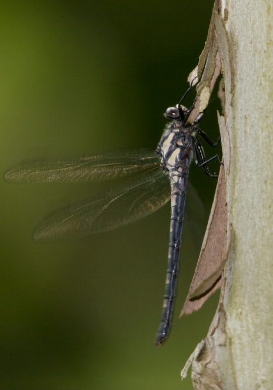 Tachopteryx thoreyi Petaluridae