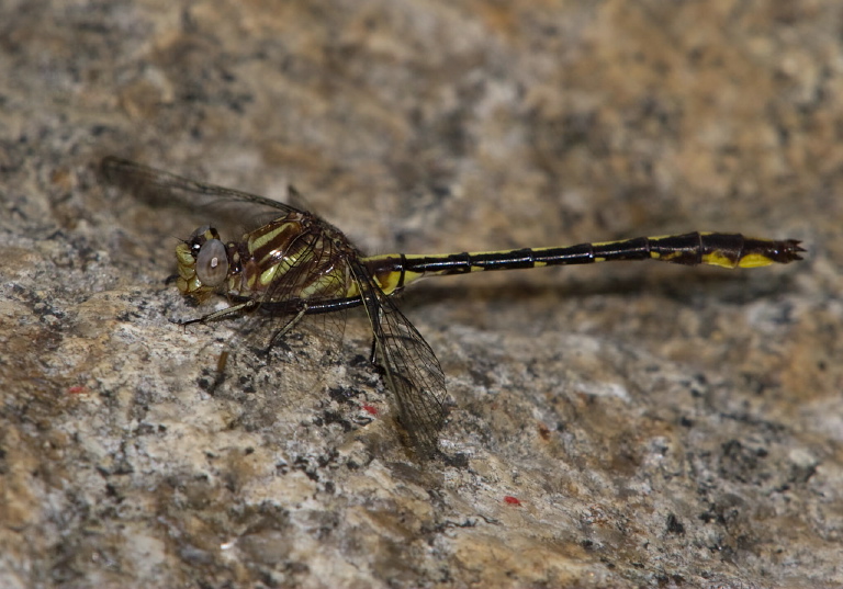 Gomphus exilis Gomphidae
