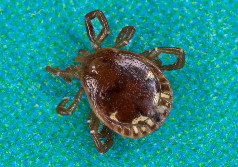 Amblyomma americanum Ixodidae