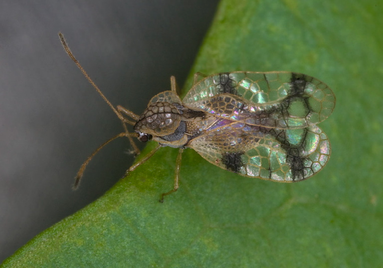Stephanitis pyrioides Tingidae
